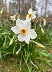 white flower in the garden