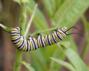 Monarch butterfly caterpillar with black, yellow, and white stripes is  horizontal on a milkweed plant while nibbling the leaves.