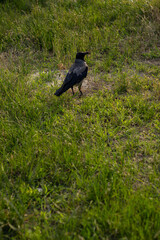 A crow stands on grass, viewed from the back, in the evening light. The bird is illuminated and centered, surrounded by green plants in a natural setting, with a quiet, open atmosphere.


