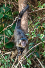 Black-striped Capuchin (Sapajus libidinosus), Macaco-prego