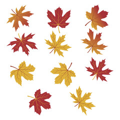 Fototapeta premium Set of autumn leaves from different trees, Hello autumn card. Flat vector illustration on white background.