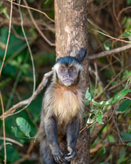 Black-striped Capuchin (Sapajus libidinosus), Macaco-prego