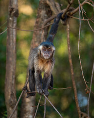 Black-striped Capuchin (Sapajus libidinosus), Macaco-prego