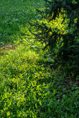 Bright sunlight illuminates lush green grass under the shade of a nearby tree in a quiet garden.

