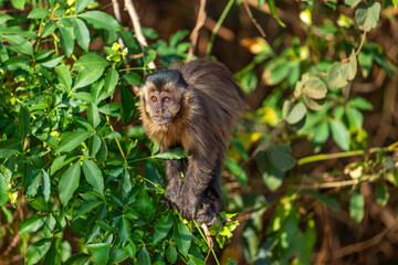 Black-striped Capuchin (Sapajus libidinosus), Macaco-prego
