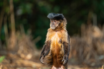 Black-striped Capuchin (Sapajus libidinosus), Macaco-prego