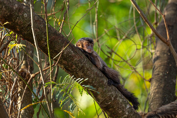 Black-striped Capuchin (Sapajus libidinosus), Macaco-prego