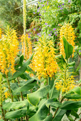 Fototapeta premium Kahili ginger or Hedychium Gardnerianum plant in Saint Gallen in Switzerland