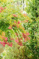 Crape myrtle or Lagerstroemia Indica plant in Saint Gallen in Switzerland