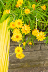 Golden everlasting or Xerochrysum Bracteatum plant in Saint Gallen in Switzerland