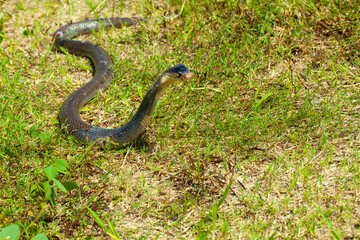 A cobra among green leaves in its natural habitat. likely sunbathing or alert. It appears to be in a defensive posture, commonly seen when snakes feel threatened or are on the lookout. .