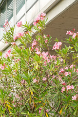 Rosebay or Nerium Oleander plant in Saint Gallen in Switzerland
