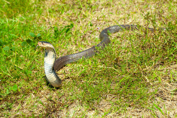 A cobra among green leaves in its natural habitat. likely sunbathing or alert. It appears to be in a defensive posture, commonly seen when snakes feel threatened or are on the lookout. .
