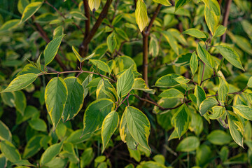 Close-up of green and yellow variegated white dogwood leaves (Cornus alba) on branches, illuminated by soft light, showcasing the vibrant foliage in a natural setting.
