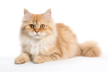 kitty breed British Longhair lying, isolated on white background