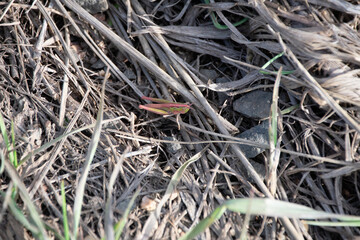 pink grasshopper in grass