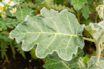 Purple african nightshade or Solanum Marginatum plant in Saint Gallen in Switzerland