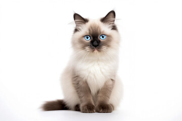 kitty breed Himalayan look at camera, isolated on white background