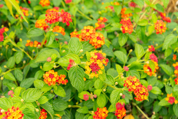 Lantana Camara plant in Saint Gallen in Switzerland