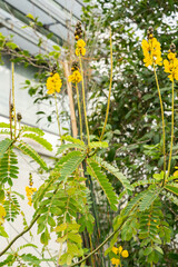 African senna or Senna Didymobotrya plant in Saint Gallen in Switzerland