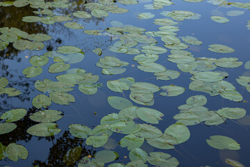 Close-up of many green water lily leaves floating on a calm pond, with reflections of trees on the water's surface, captured on a serene day with soft light.
