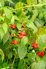 Capsicum Baccatum plant in Saint Gallen in Switzerland