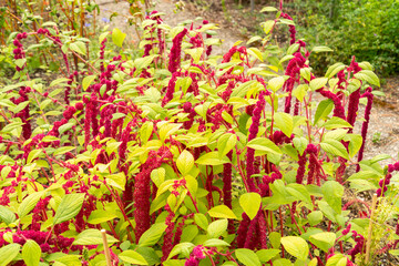 Foxtail amaranth or Amaranthus Caudatus plant in Saint Gallen in Switzerland