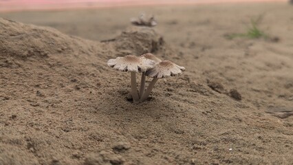 Edible fleshy Mashroom or Kukurmutta growing on ground. Mushroom is, spore bearing fruiting body or fungus, typically produced above ground. 