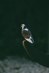 On the edge of part of the roof, in the rays of the sunset, a pigeon with black, brown and white feathers sits calmly.
