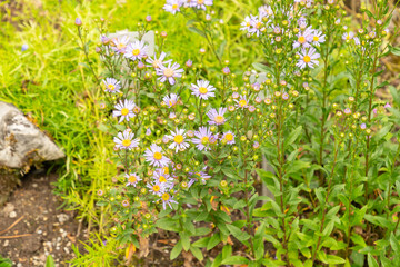 European Michaelmas daisy or Aster Amellus plant in Saint Gallen in Switzerland