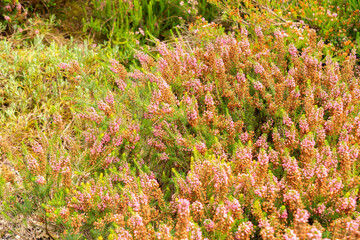 Fototapeta premium Cornish heath or Erica Vagans plant in Saint Gallen in Switzerland