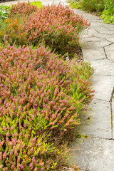 Cornish heath or Erica Vagans plant in Saint Gallen in Switzerland