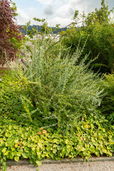 Netleaf barberry or Berberis Dictyophylla plant in Saint Gallen in Switzerland