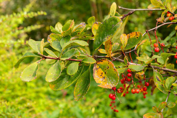 Korean barberry or Berberis Koreana plant in Saint Gallen in Switzerland