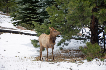 Elk close up in winter evergreen colorado