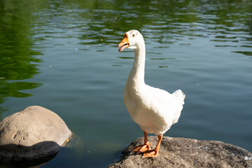 goose standing on a stone in a pond 