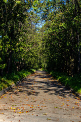 An asphalt road with curbs among apple trees stretches into the distance. On the road you can see fallen apples scattered chaotically across its entire surface. Summer garden in sunny weather.
