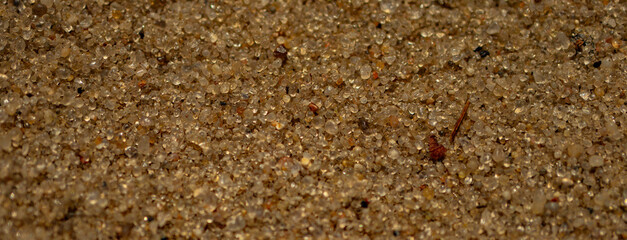 Macro of golden sand grains, showcasing their diverse shapes and sizes. The image captures the fine details of each grain in a macro perspective.
