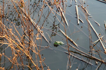 A green frog on a tree branch