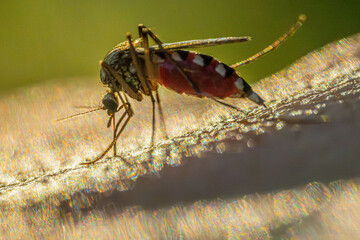 A mosquito that feeds on human skin. The image shows a mosquitos abdomen filled with blood, with intricate details of its body and legs. The sunlight creates a bright background