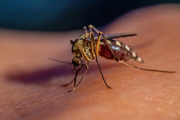 A detailed macro shot of a mosquito feeding on human skin, highlighting its body structure, legs, and proboscis. The image captures the insect in the act of drawing blood