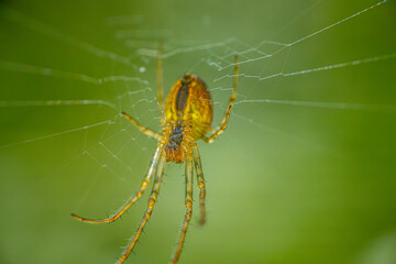 spider resting on its intricate web, set against a blurred green background. The spiders legs and body are detailed, showcasing the delicate hairs and the gossamer threads of the web.