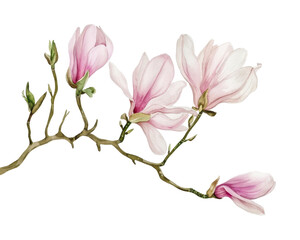 Fototapeta premium A delicate illustration of pink magnolia flowers on a branch.