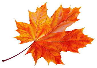 Obraz premium PNG Autumn leave plant maple leaf.