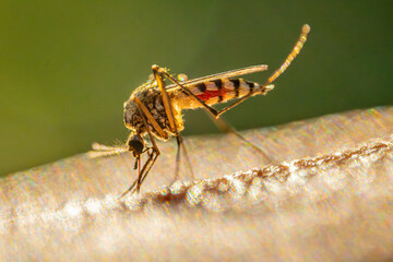 A mosquito that feeds on human skin. The image shows a mosquitos abdomen filled with blood, with intricate details of its body and legs. The sunlight creates a bright background