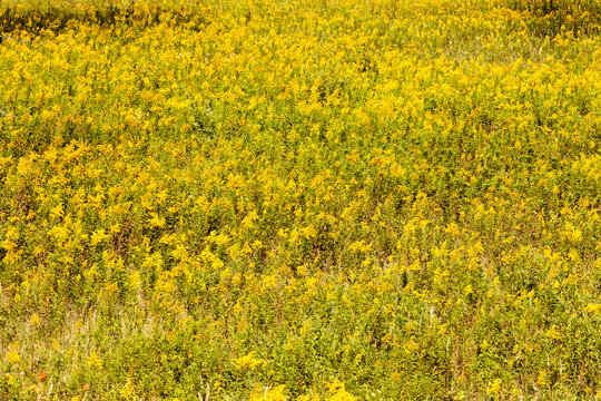 A brightly yellow field of Goldenrod in late summer within Pike Lake Unit, Kettle Moraine State Forest, Hartford, Wisconsin - Powered by Adobe