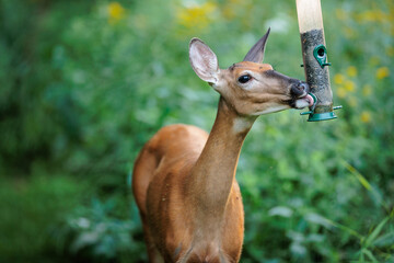 A white-tailed deer doe enjoys the sunflower seed from the bird feeder in the field of wildflowers near Hartford, Wisconin in late August