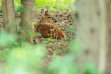 A white-tailed deer fawn, still with its spots, rests comfortably, though cautiously under the trees near a fied of wildflowers near Hartford, Wisconsin in late-August