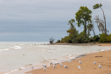 Gulls gather nonchalantly along the beach under the storm clouds in late August at Harrington Beach State Park, Belgium, Wisconsin