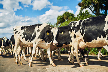 Portrait, group and cows on farm for walking, grazing or vegetation for nutrition in sustainable outdoor. Countryside, animals or cattle livestock in nature for milk production, agriculture or growth